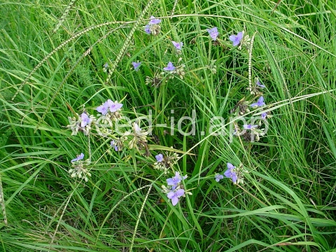 spiderwort, common